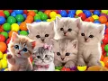Download Lagu ANAK KUCING MEONG MEONG, lagu anak, kucing lucu, funny cat, kumpulan kucing, kitten 