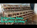 Download Lagu 20 Ekor Ayam Petelur. Berapa Modal \u0026 Untung ?