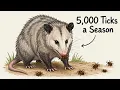 Never Chase the Opossum It s Doing Something You Can t See