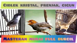 Download Masteran Tembakan Burcil || CIBLEK vs PRENJAK vs CIGUN MP3