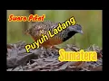 Download Lagu Suara pikat puyuh ladang Sumatera