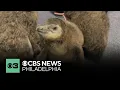 New penguin chick hatches at Adventure Aquarium in Camden New Jersey