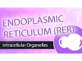 Intracellular Organelles - Rough Endoplasmic Reticulum RER