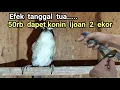 Lagu EFEK TANGGAL TUA... ❗❗❗ 50rb dapet KONIN ijoan 2 ekor❗❗❗