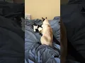 Dusty the SIAMESE mix and Oreo the tuxedo CAT play on the bed Ending is FUNNY