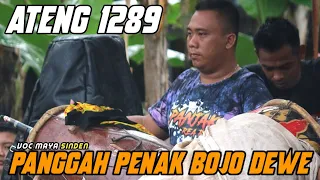 Download Lagu Jaranan Terbaru PANGGAH PENAK BOJO DEWE voc Maya Sinden SUKO WIJOYO PUTRO _ SG AUDIO MP3