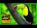 Download Lagu Los Increíbles Colores de la Naturaleza en 4K III 🐦Animales Coloridos - Música relajante - 2 horas