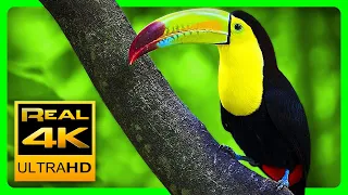 Breathtaking Colors of Nature in 4K III Beautiful Nature - Sleep Relax Music 4K U TV Screensaver