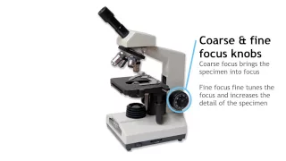 Parts of a Compound Light Microscope