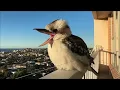 Lagu Weirdest Bird Sounds You Won’t Believe Are Real!