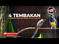 Download Lagu 🔴Banyak Digunakan dan Cepat Masuk 4 Tembakan Cucak Cungkok Gacor dan Srigunting Abu Abu