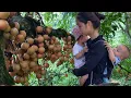 Download Lagu go into the forest to pick giant fruits to bring to the market to sell, cook...