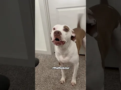He Really Chewed His Owner Out!