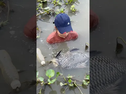 Amazing Fish Trapping Skills