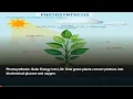 🔥 Photosynthesis: Solar Energy into Life | 20 Mind-Blowing Facts Explained (8K Doc)