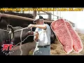 Download Lagu Begini Proses Peternakan Sapi Wagyu Jepang Termahal Di Dunia