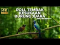 Lagu 🔴 Live Masteran Terbaik Murai Batu Cucak Cungkok Gacor Roll Tembak vs Tepus Kepala Abu Abu Gacor