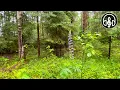 Download Lagu Mooie ochtend bos na regen. Rustgevend vogelgezang om te slapen.