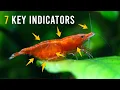 How To Tell Male Female Red Cherry Shrimp EASILY