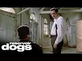 Download Lagu Stuck In The Middle With You | Reservoir Dogs
