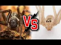 Daddy long-legs Spider Vs Black House Spider A Deadly Encounter