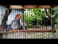 Download Lagu Suara Burung Prenjak Edan Gacorr--Ngotot
