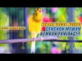 Lagu SUARA BURUNG |125| Kenari GACOR PANJANG INI Cocok untuk Masteran KENARI PAUD dan Kenari Macet BUNYI