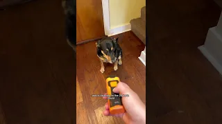 NPS 2023 Release Dog Barking Control Devices - Professional Anti Barking Device