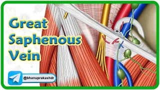 Download Great saphenous vein Anatomy animation : Location, Course, Tributaries and Drainage | USMLE Review MP3