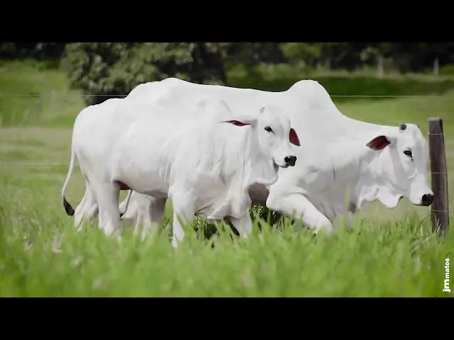 Matriz Nelore AFOM - 4347