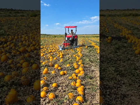 Why Do Farmers Crush Thousands of Pumpkin? 🎃 🤯 #shortsvideo