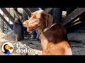Download Lagu Sea Lion Visited This Dog Every Day For Two Years | The Dodo