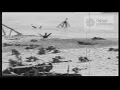 Download Lagu World War 2 D-Day 1944 First Wave Omaha Beach, Normandy