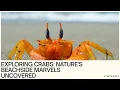 Download Lagu Crab’s Life, Amazing Facts And Behaviour