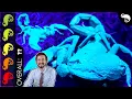 Download Lagu Emperor Scorpion, The Best Pet Invertebrate?