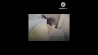 امال لو مكنش صحبك كنت هتعمل فيه ايه جريمه بشعه تهز الاسكندرية ابطالها اتنين عمال بمنطقه ابو يوسف دندنها