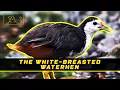 Download Lagu Meet The White-breasted Waterhen, The Water Birds Who Looks Like a Chicken - 8th Episode