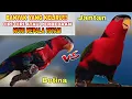 Download Lagu Ciri burung nuri kepala hitam jantan dan betina paling akurat yang wajib kalian tahu!!!