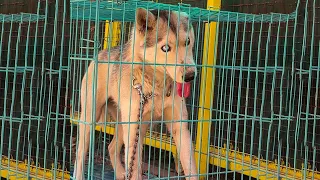 Silent Rabies in Husky Dog | Rare Symptoms After Dog Bite