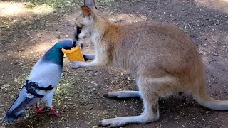 The Adorable of Animal Odd Couples FUNNY ANIMALS s