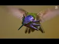 Beautiful Bird Sounds | Hummingbird | Breathtaking Nature | Stress Relief & Healing Ambiance