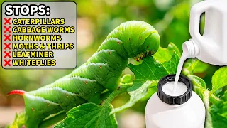 Stop Worms and Caterpillars FAST With This Organic Spray!