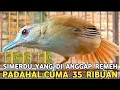 Lagu JANGAN NUNGGU HARGA MAHAL || CUMA BELUM VIRAL PADAHAL BURUNG MURAH KICAUAN MEWAH 