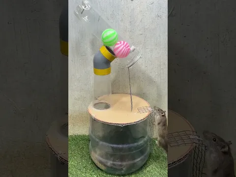 Mouse trap with water bottle, ball, plastic tube #mousetrap #shorts