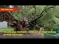 Tree slams into home in Texarkana Texas
