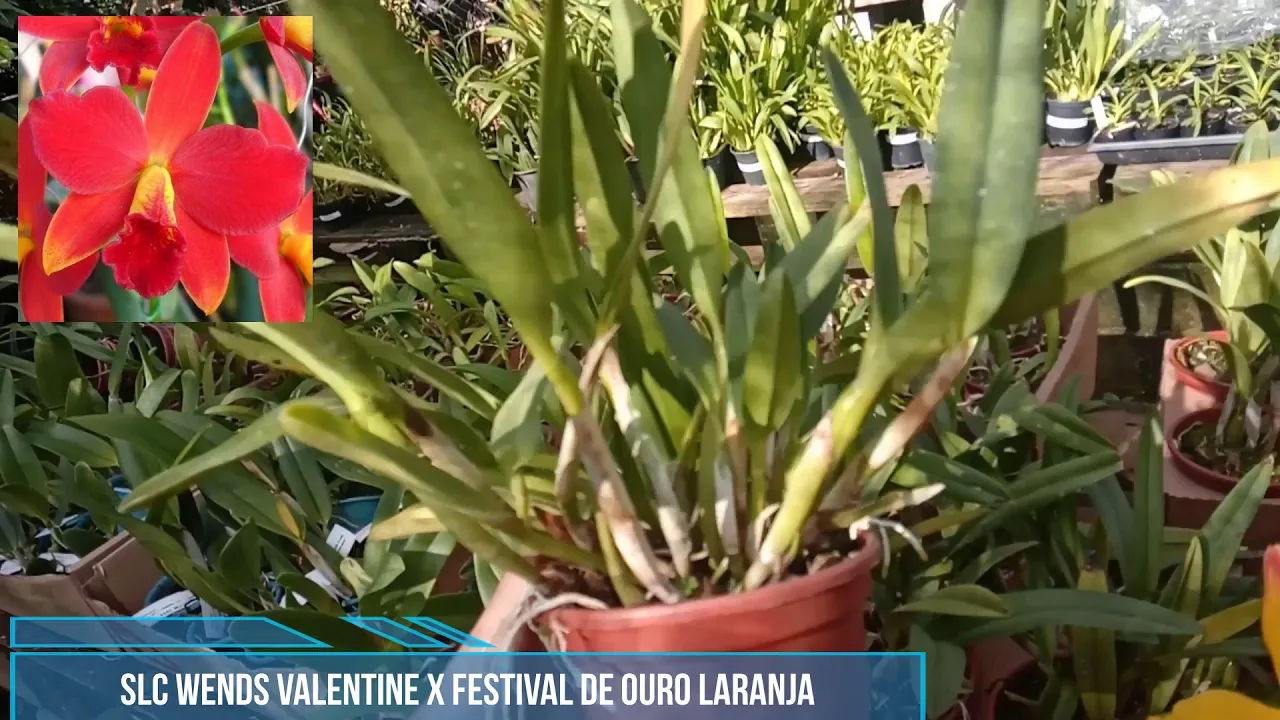 TOUCEIRA ORQUÍDEA LARANJA SLC WENDS VALENTINE X FESTIVAL DE OURO LAR ADULTA