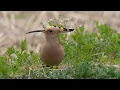 The Elusive Eurasian Hoopoe Snaps Up a Bug! Continuous Footage [#EurasianHoopoe]