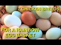 7 Chicken Breeds For A Rainbow Egg Basket Bonus