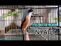 Download Lagu Cendet gacor FULL MATERI paling AMPUH pancingan CENDET AGAR BUNYI jadikan BURUNG PENTET GACOR ISIAN