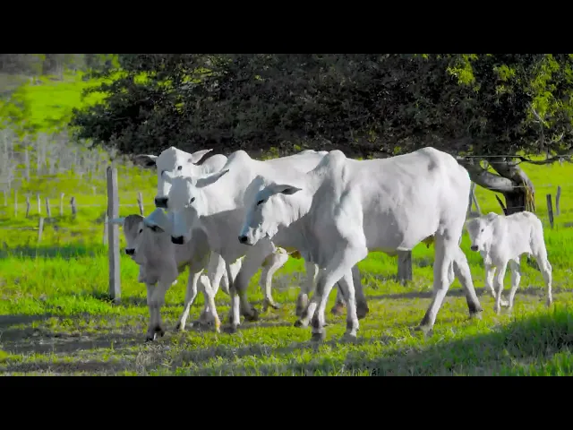 3 Matrizes Nelore Mocho P.O.